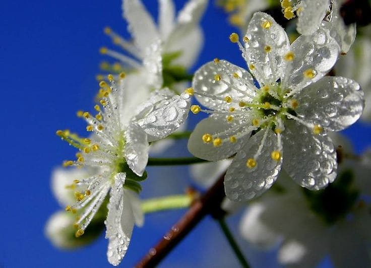 plum blossom