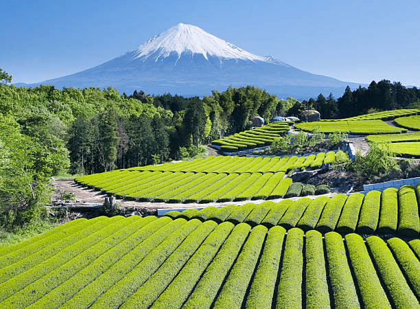 japan agricultural