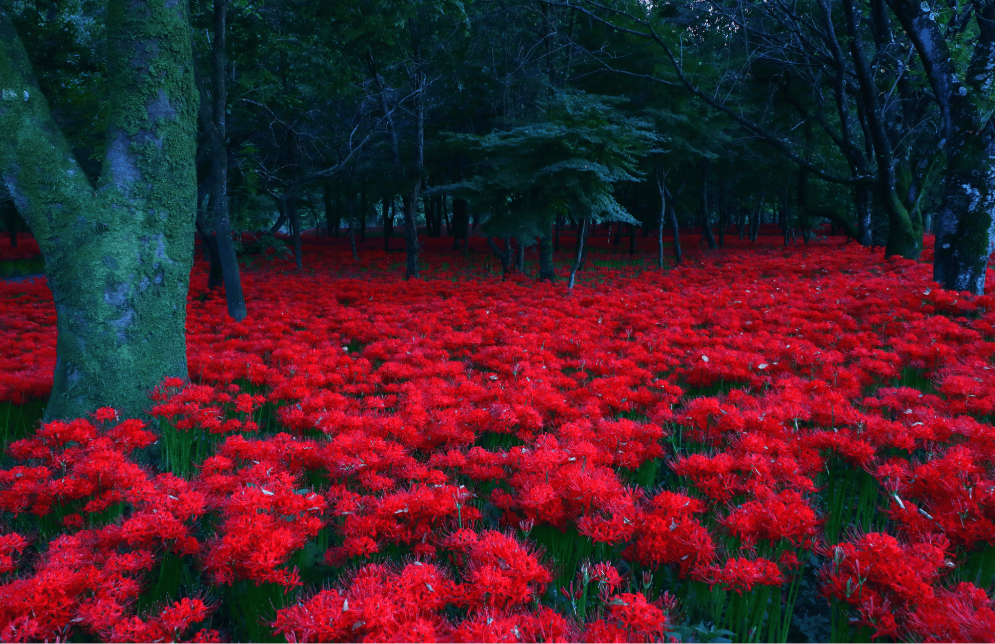 Red spider lilies