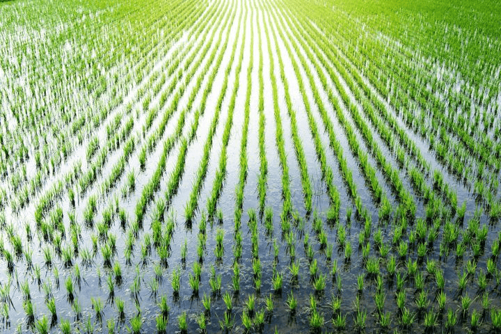 rice planting