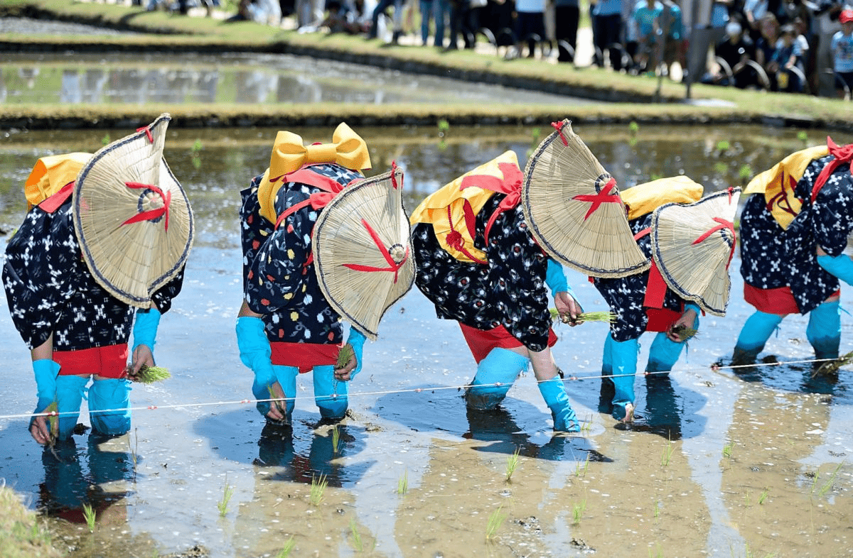 Rice planting festival